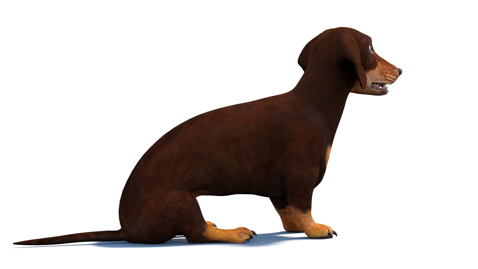 Animated Dachshund Dog 3D Model 360° view 2 frame 9