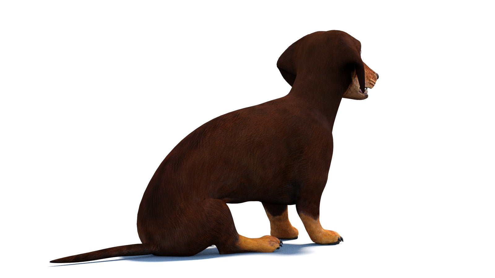 Animated Dachshund Dog 3D Model 360° view 2 frame 11