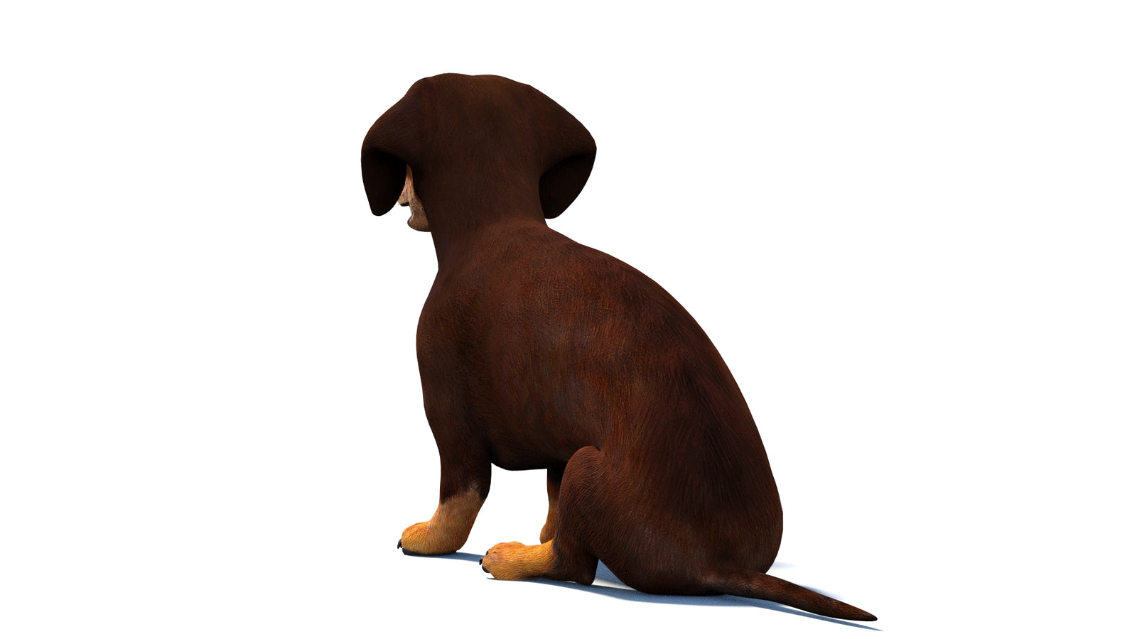 Animated Dachshund Dog 3D Model 360° view 2 frame 18