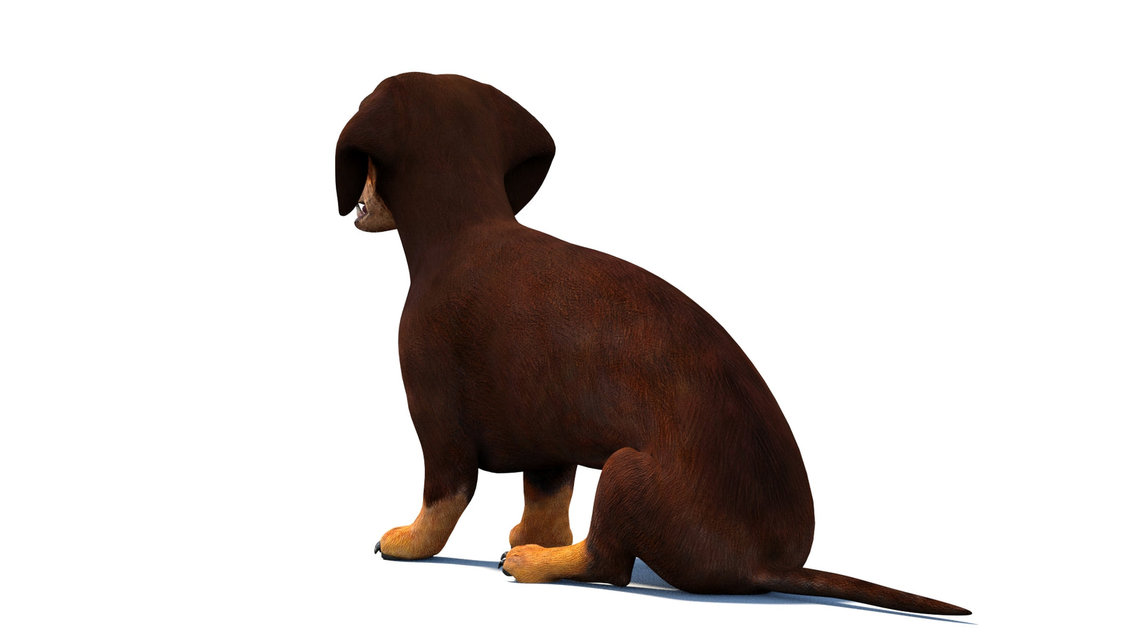 Animated Dachshund Dog 3D Model 360° view 2 frame 19