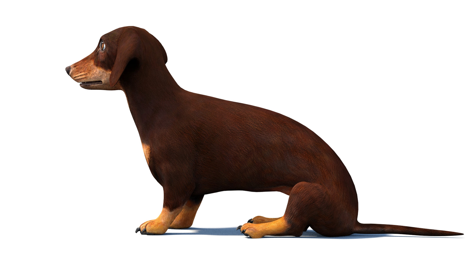Animated Dachshund Dog 3D Model 360° view 2 frame 23