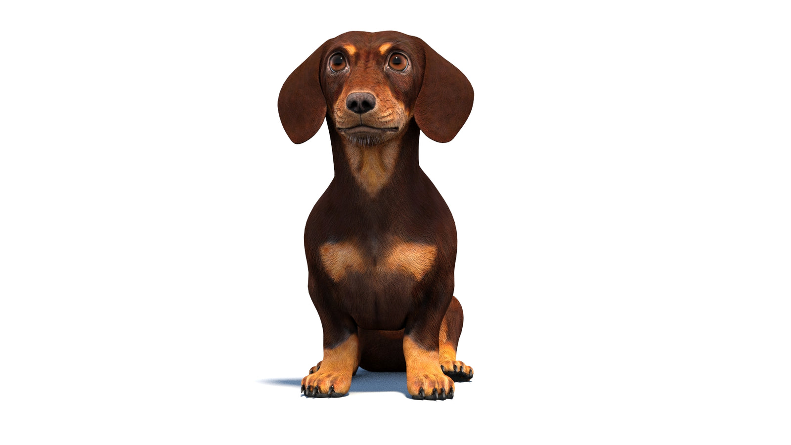 Animated Dachshund Dog 3D Model 360° view 2 frame 32