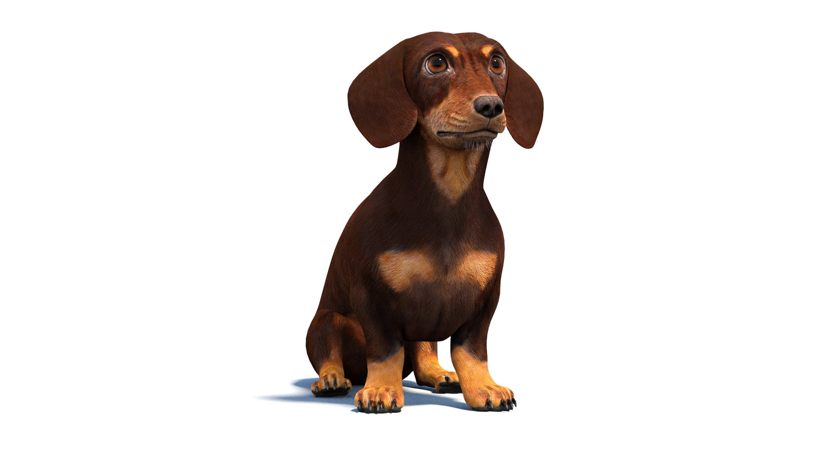 Animated Dachshund Dog 3D Model 360° view 2 frame 34