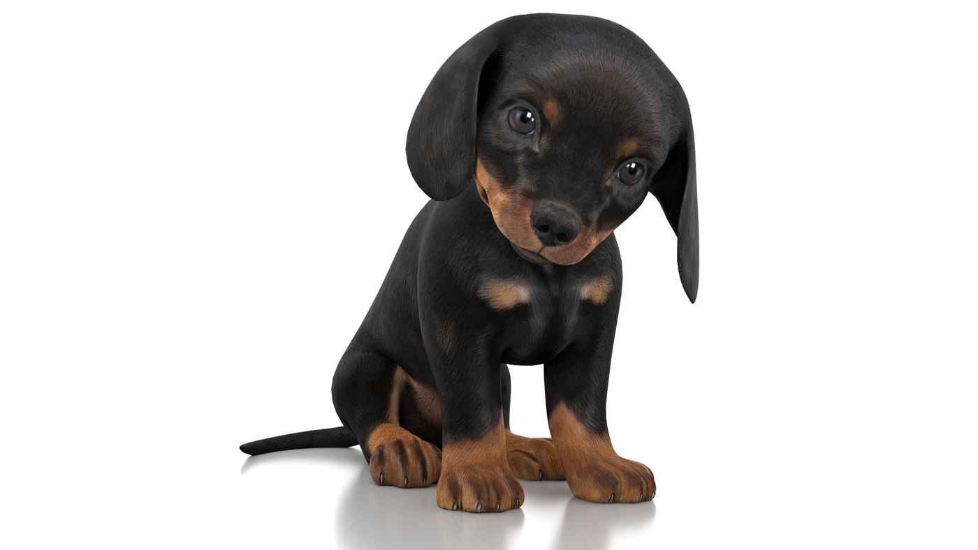 Dachshund Dog Puppy 3D Model Rigged - 360 Degree View