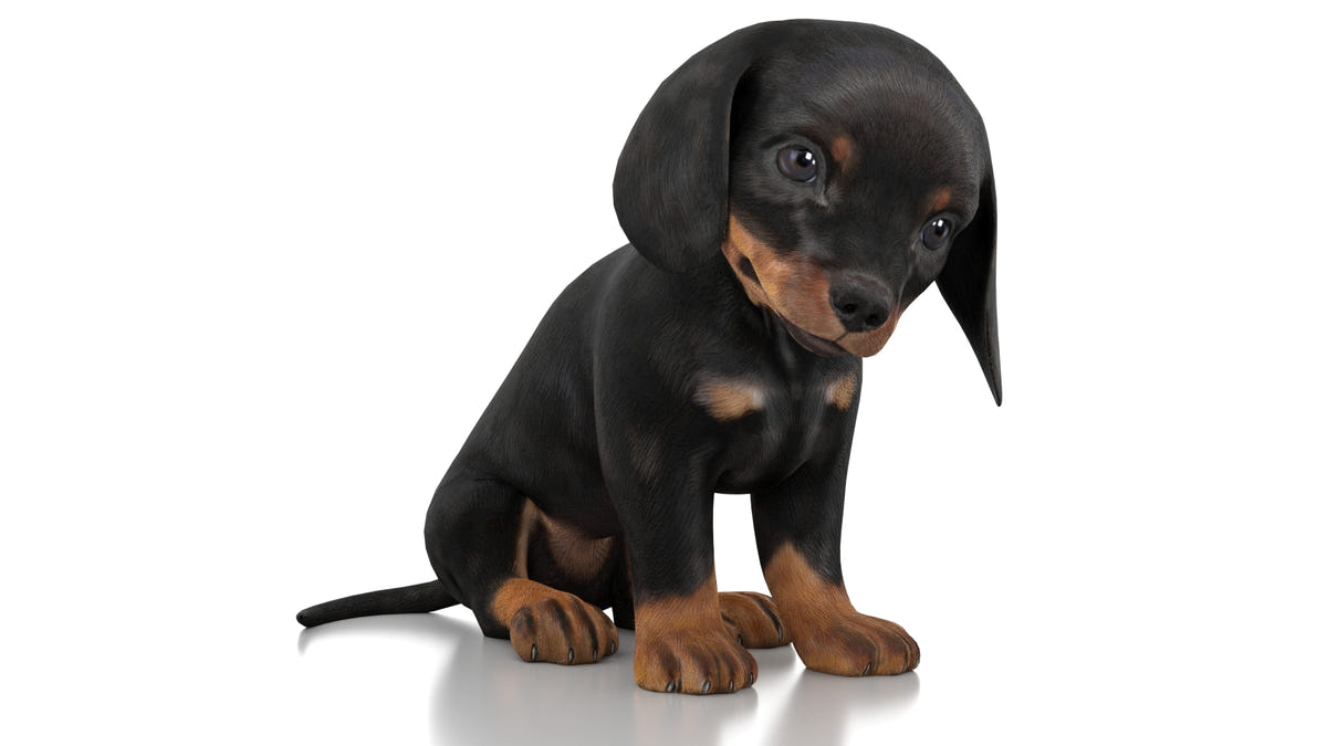 Rigged Dachshund Dog Puppy 3D Model - Game-Ready - 360 Degree View