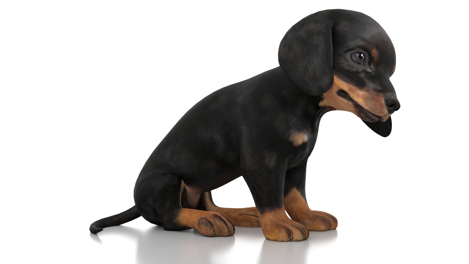 Dachshund Dog Puppy 3D Model Rigged 360° view 3 frame 4