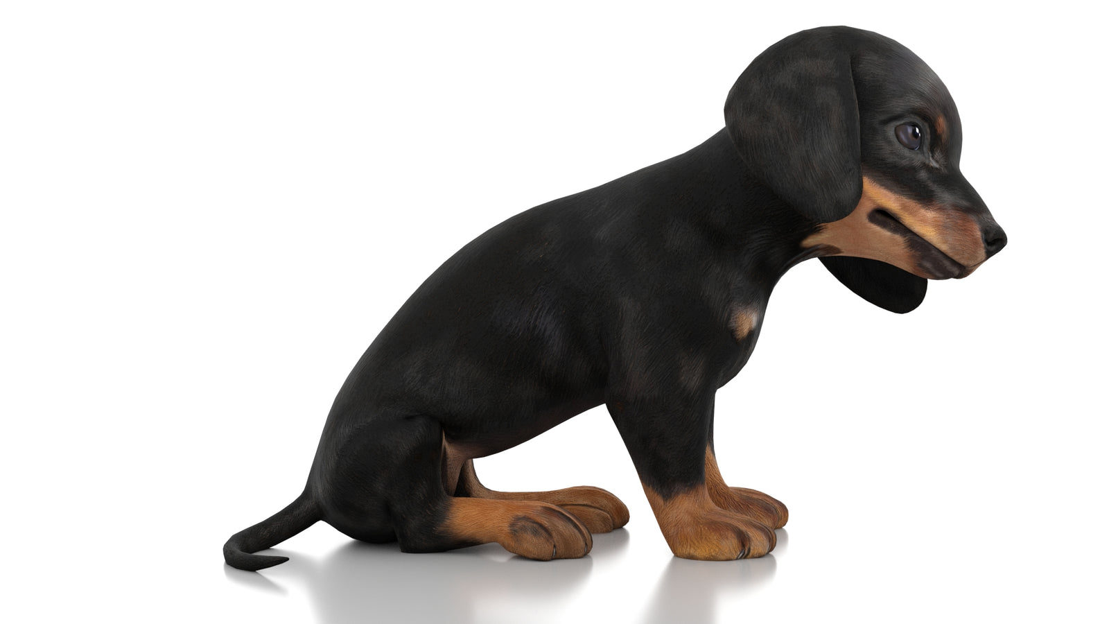 Dachshund Dog Puppy 3D Model Rigged 360° view 3 frame 6