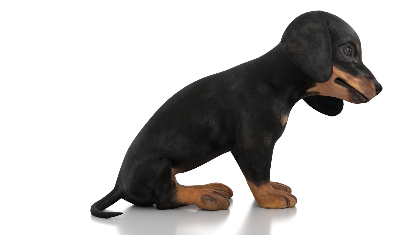 Dachshund Dog Puppy 3D Model Rigged 360° view 3 frame 7