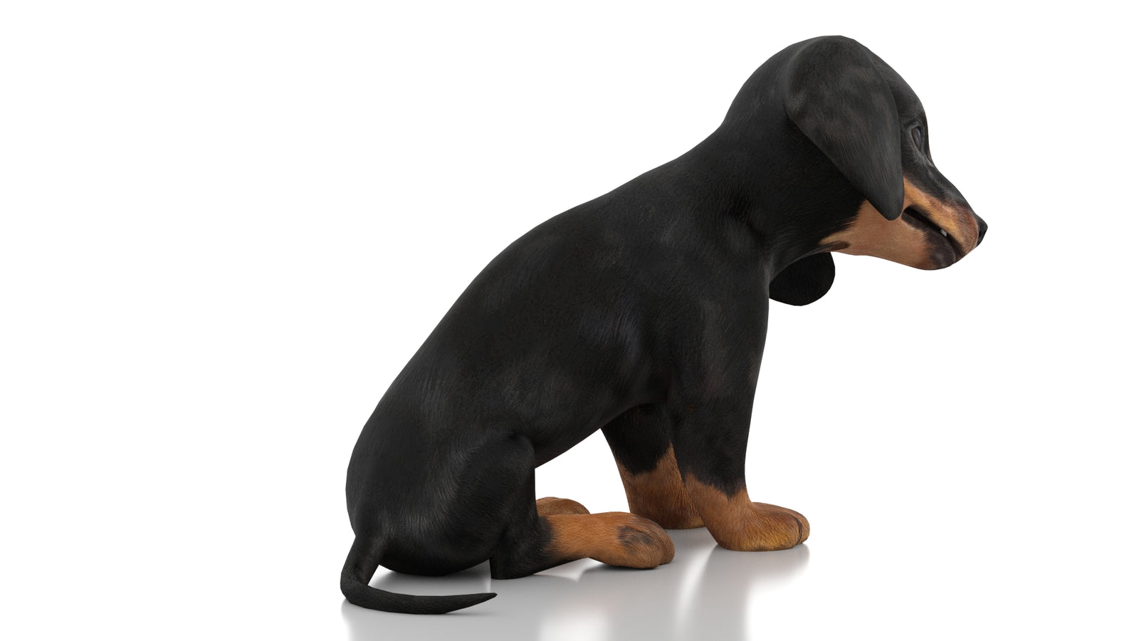 Dachshund Dog Puppy 3D Model Rigged 360° view 3 frame 10