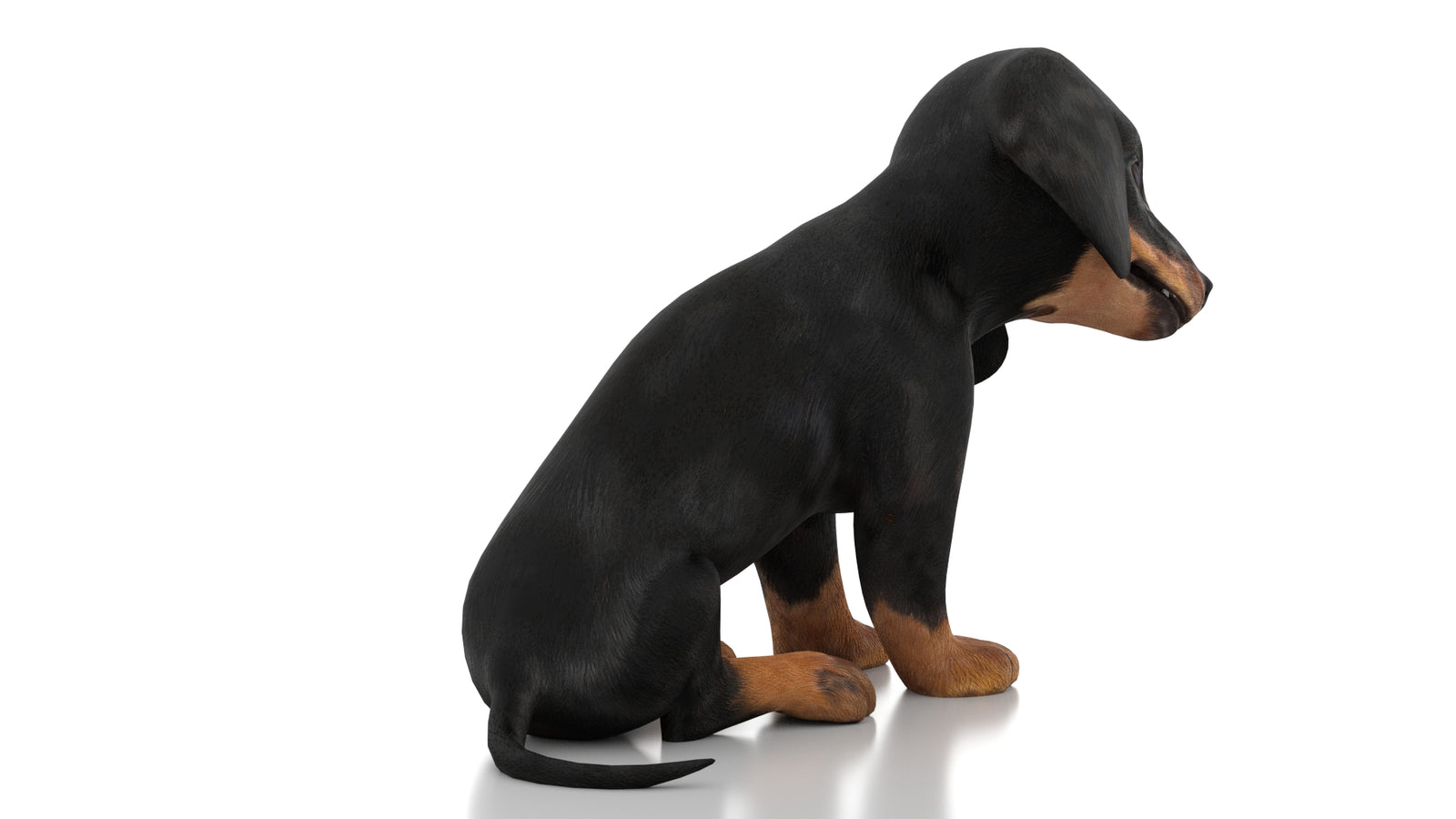 Dachshund Dog Puppy 3D Model Rigged 360° view 3 frame 11