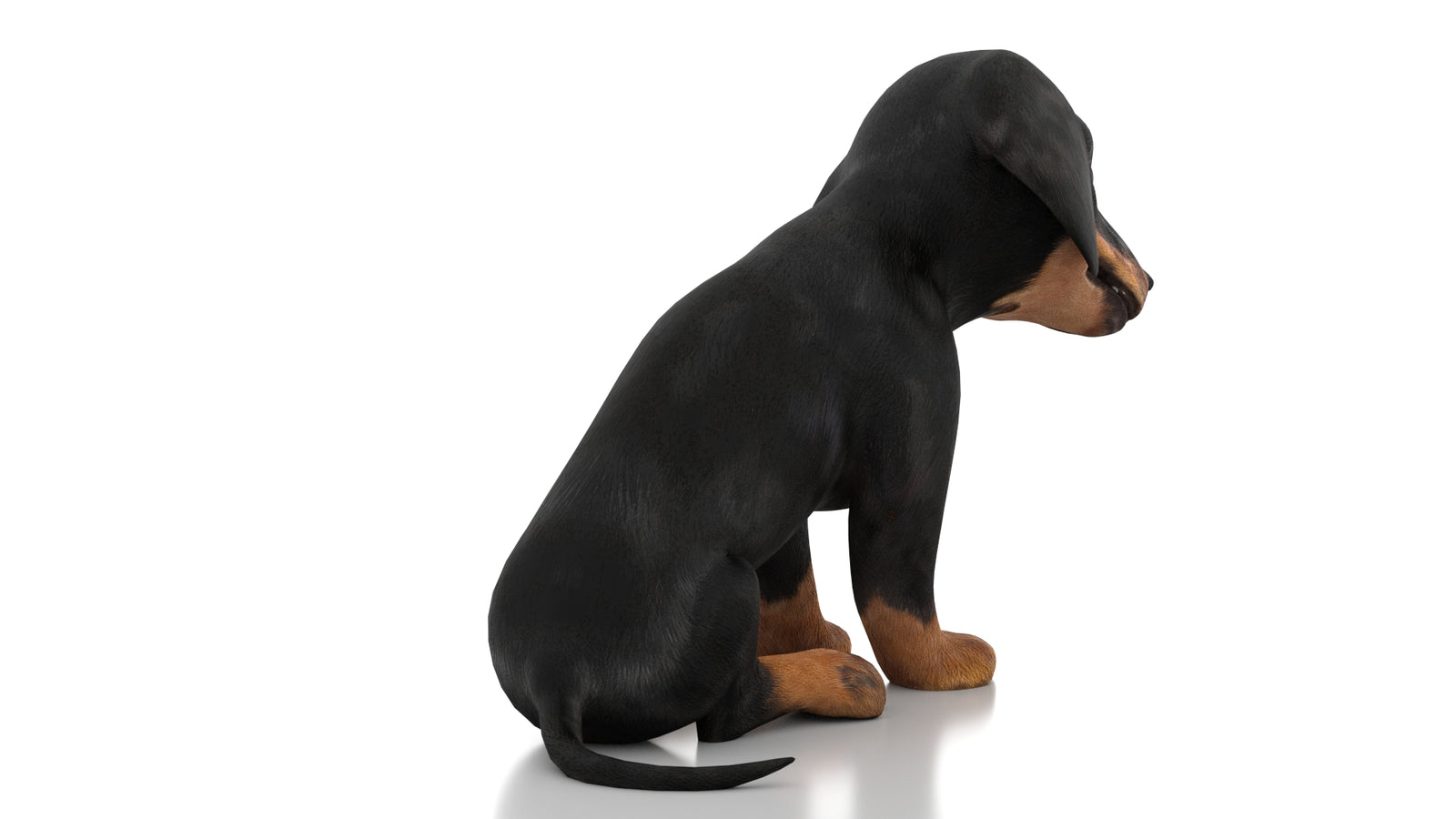 Dachshund Dog Puppy 3D Model Rigged 360° view 3 frame 12