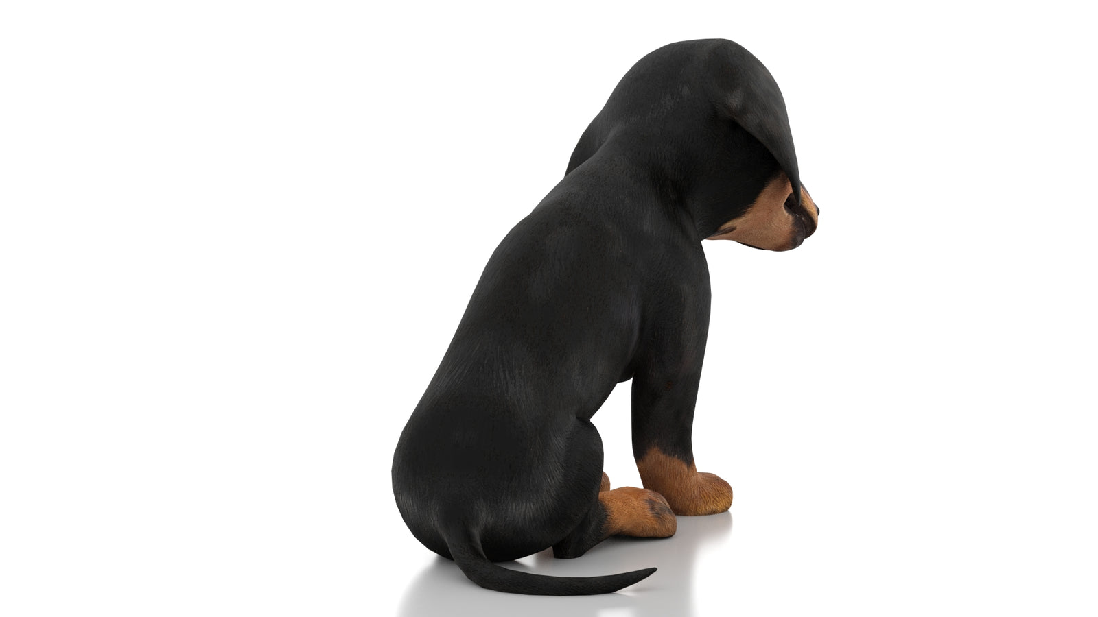 Dachshund Dog Puppy 3D Model Rigged 360° view 3 frame 13