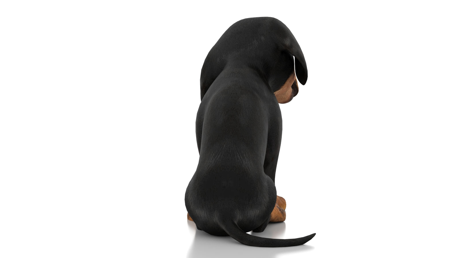 Dachshund Dog Puppy 3D Model Rigged 360° view 3 frame 15