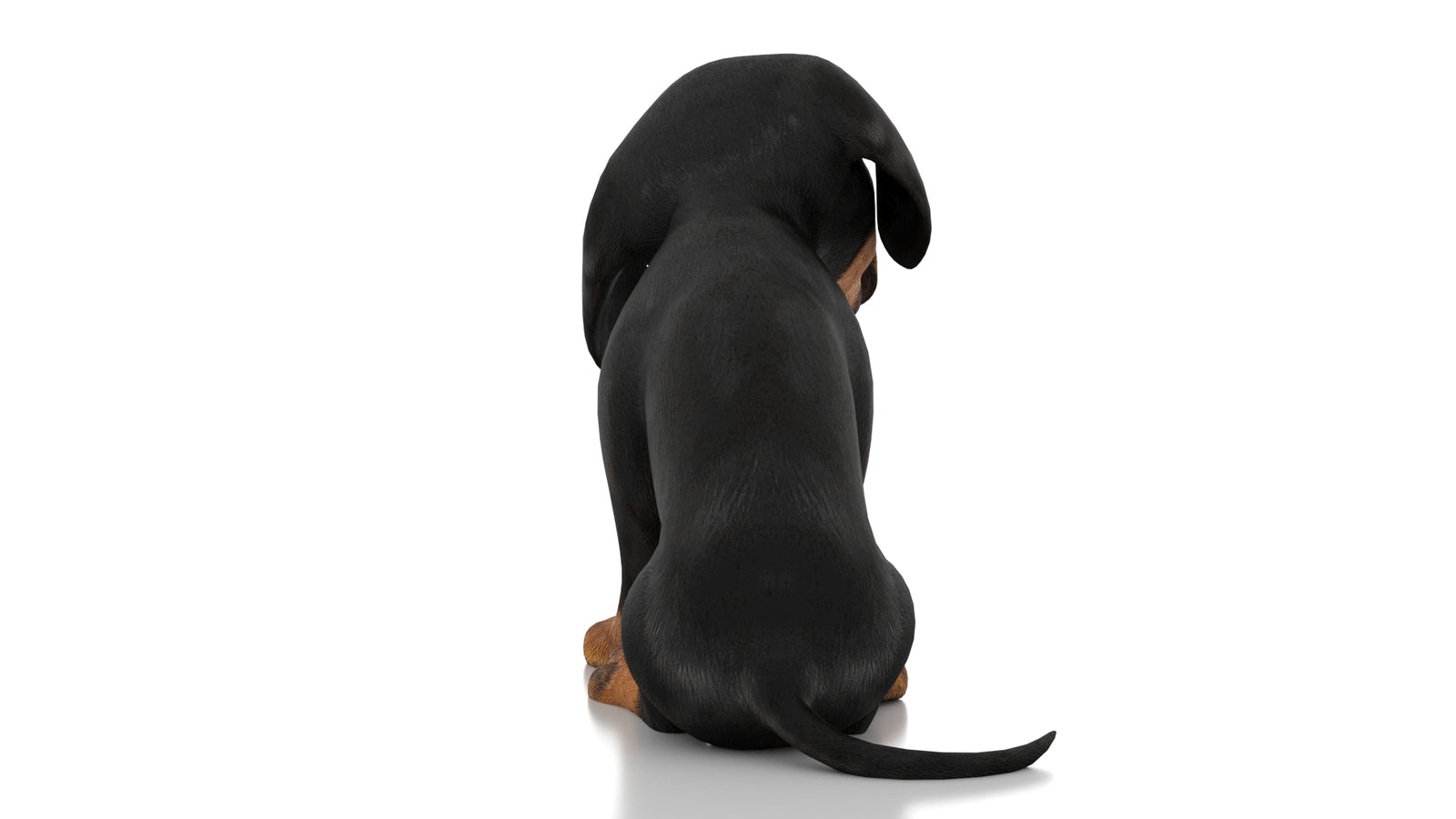 Dachshund Dog Puppy 3D Model Rigged 360° view 3 frame 16