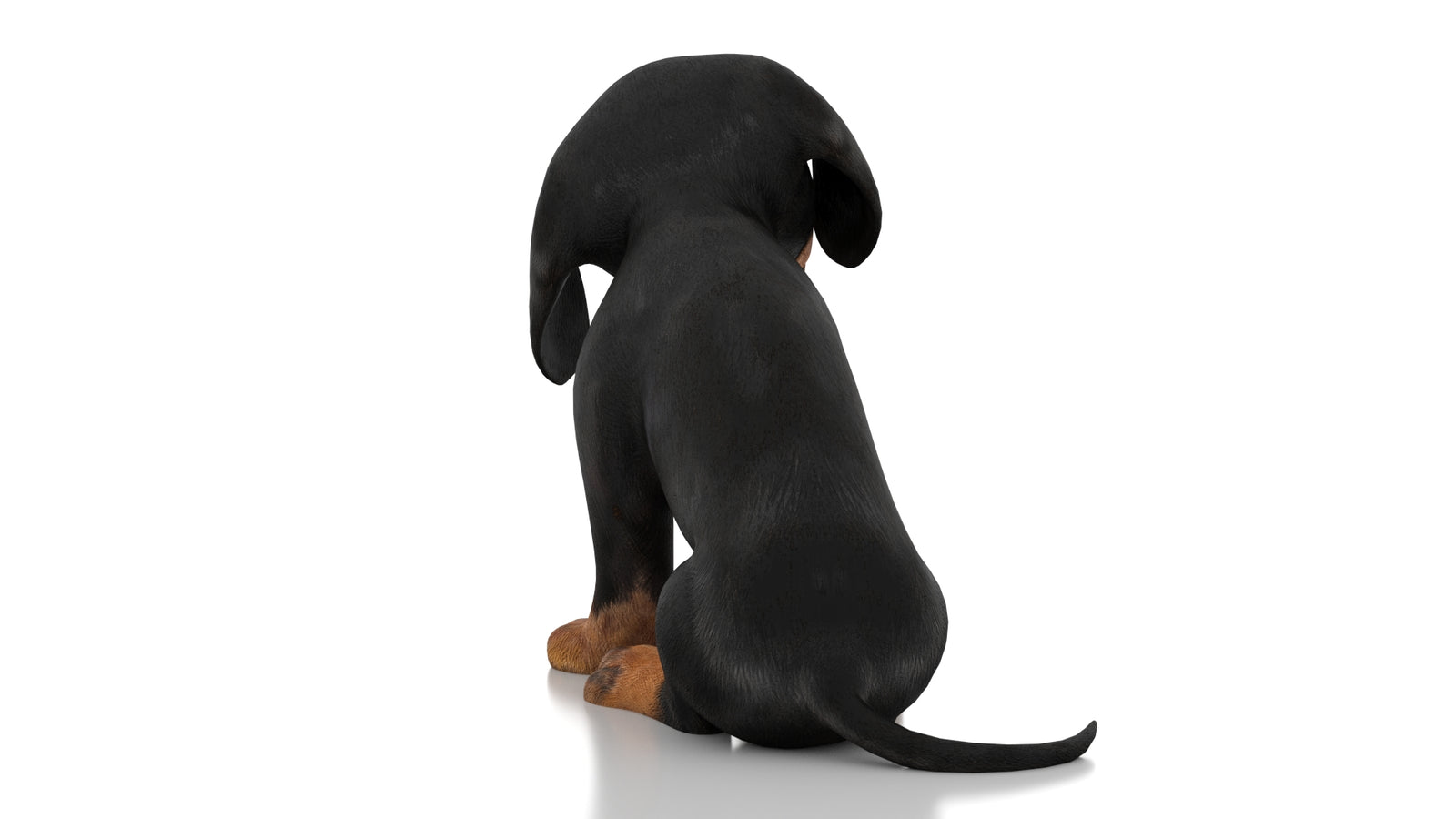 Dachshund Dog Puppy 3D Model Rigged 360° view 3 frame 17