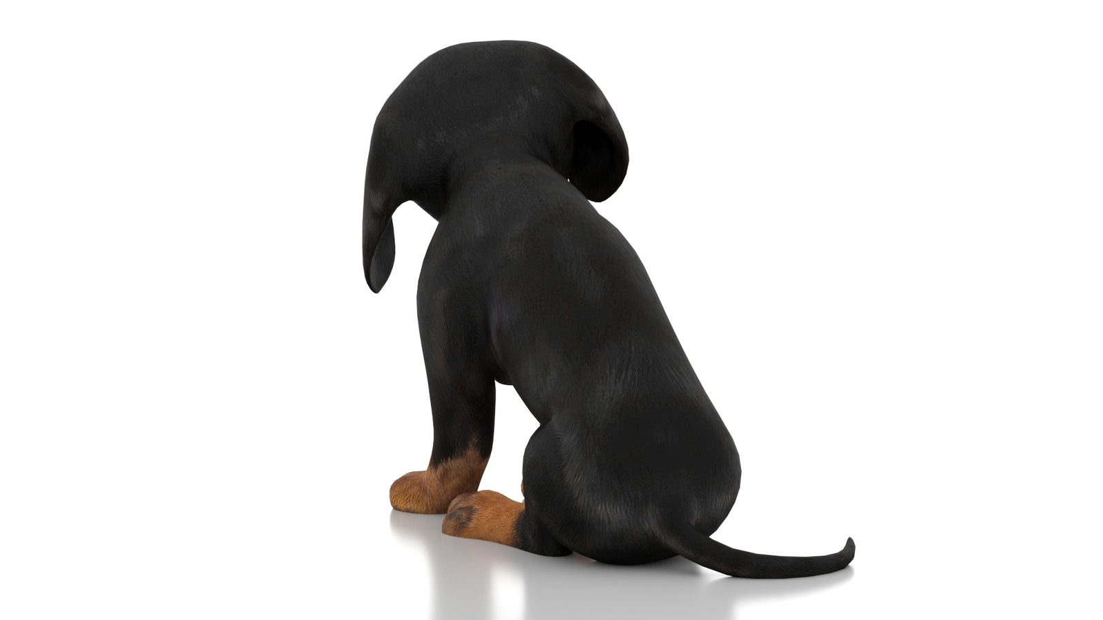 Dachshund Dog Puppy 3D Model Rigged 360° view 3 frame 18