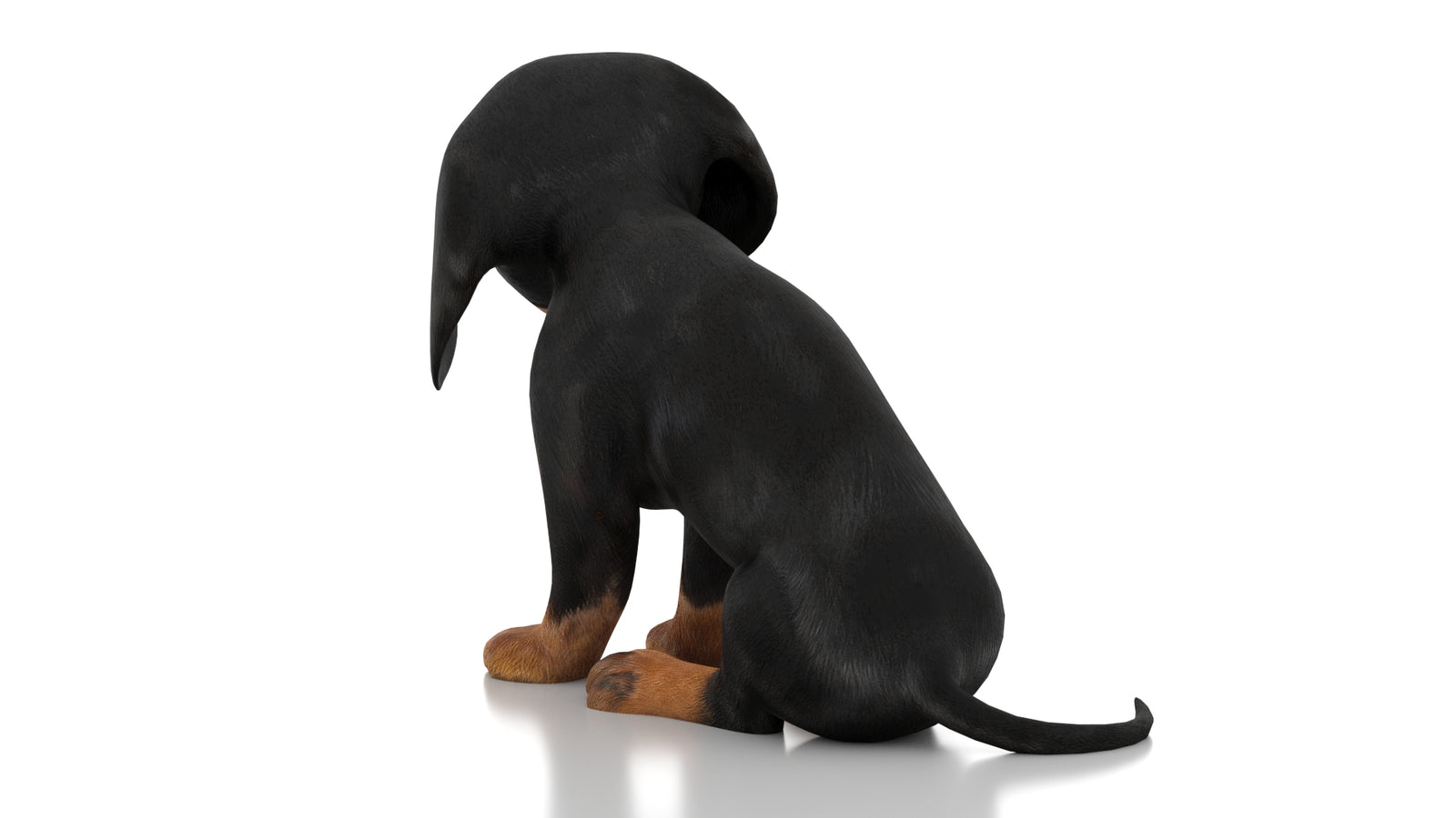 Dachshund Dog Puppy 3D Model Rigged 360° view 3 frame 19