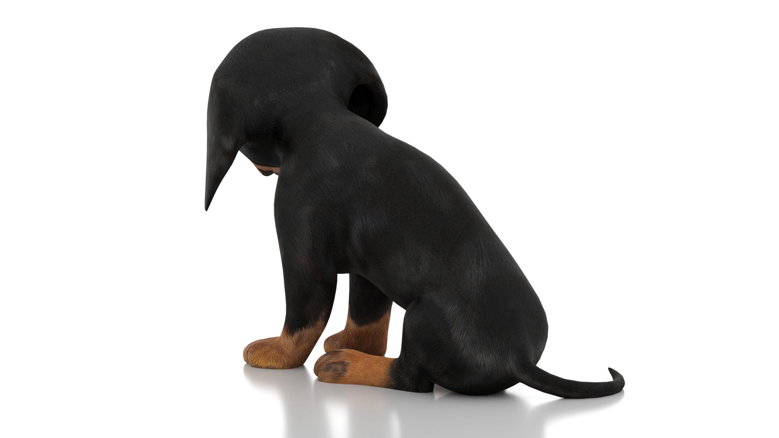 Dachshund Dog Puppy 3D Model Rigged 360° view 3 frame 20