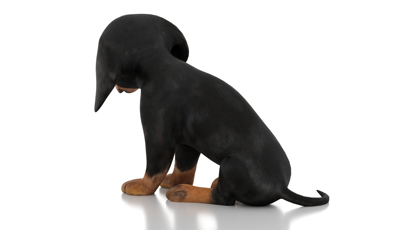 Dachshund Dog Puppy 3D Model Rigged 360° view 3 frame 21