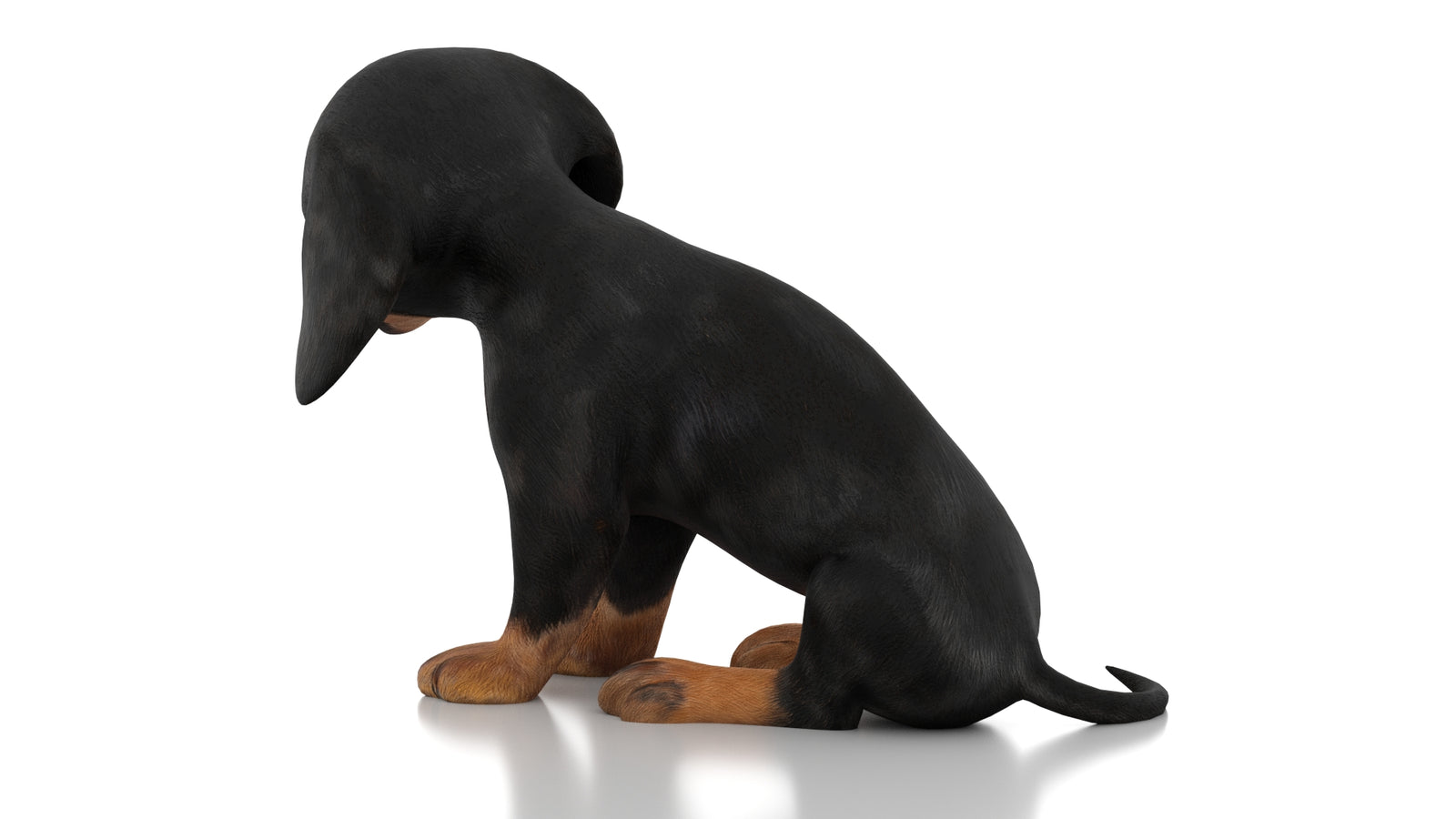 Dachshund Dog Puppy 3D Model Rigged 360° view 3 frame 22
