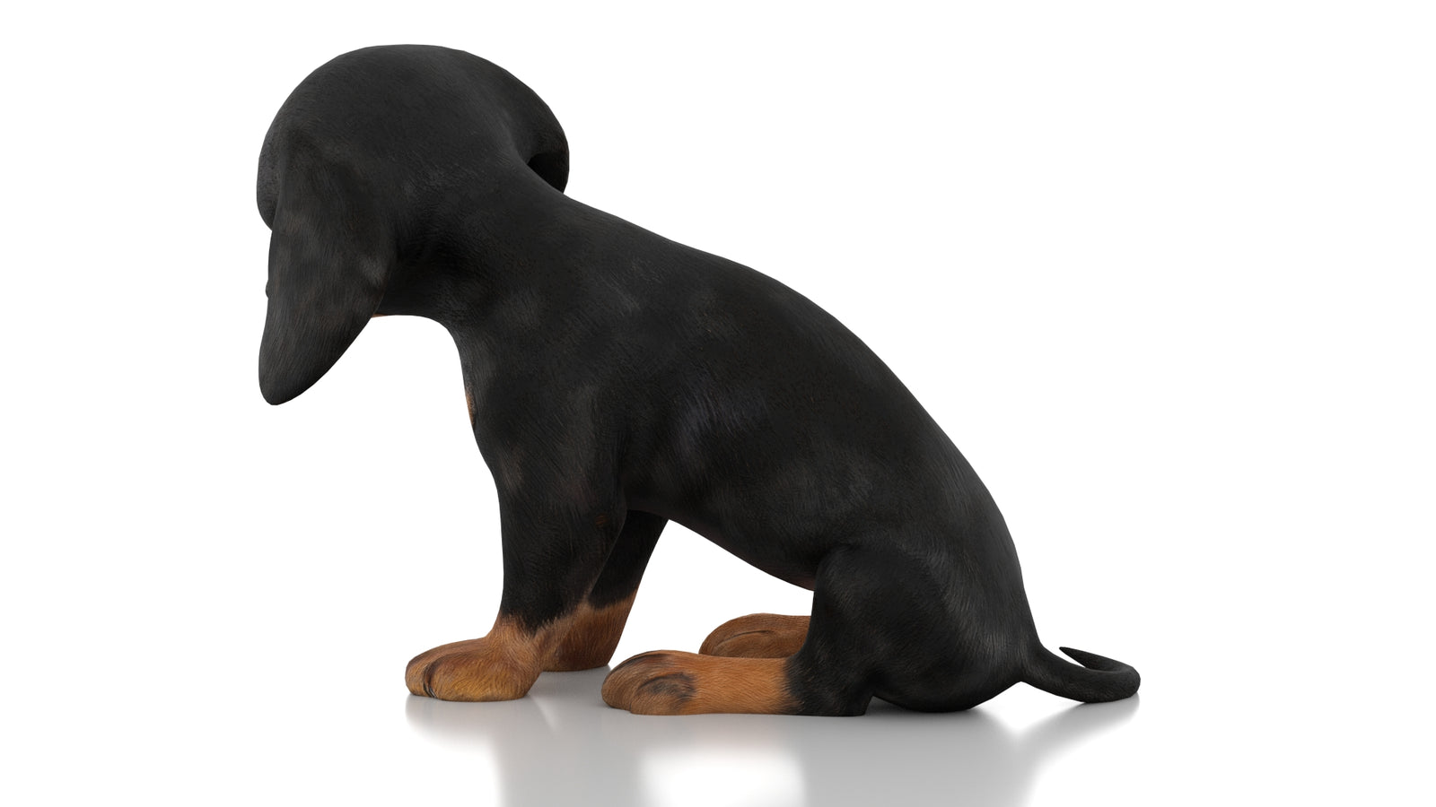 Dachshund Dog Puppy 3D Model Rigged 360° view 3 frame 23
