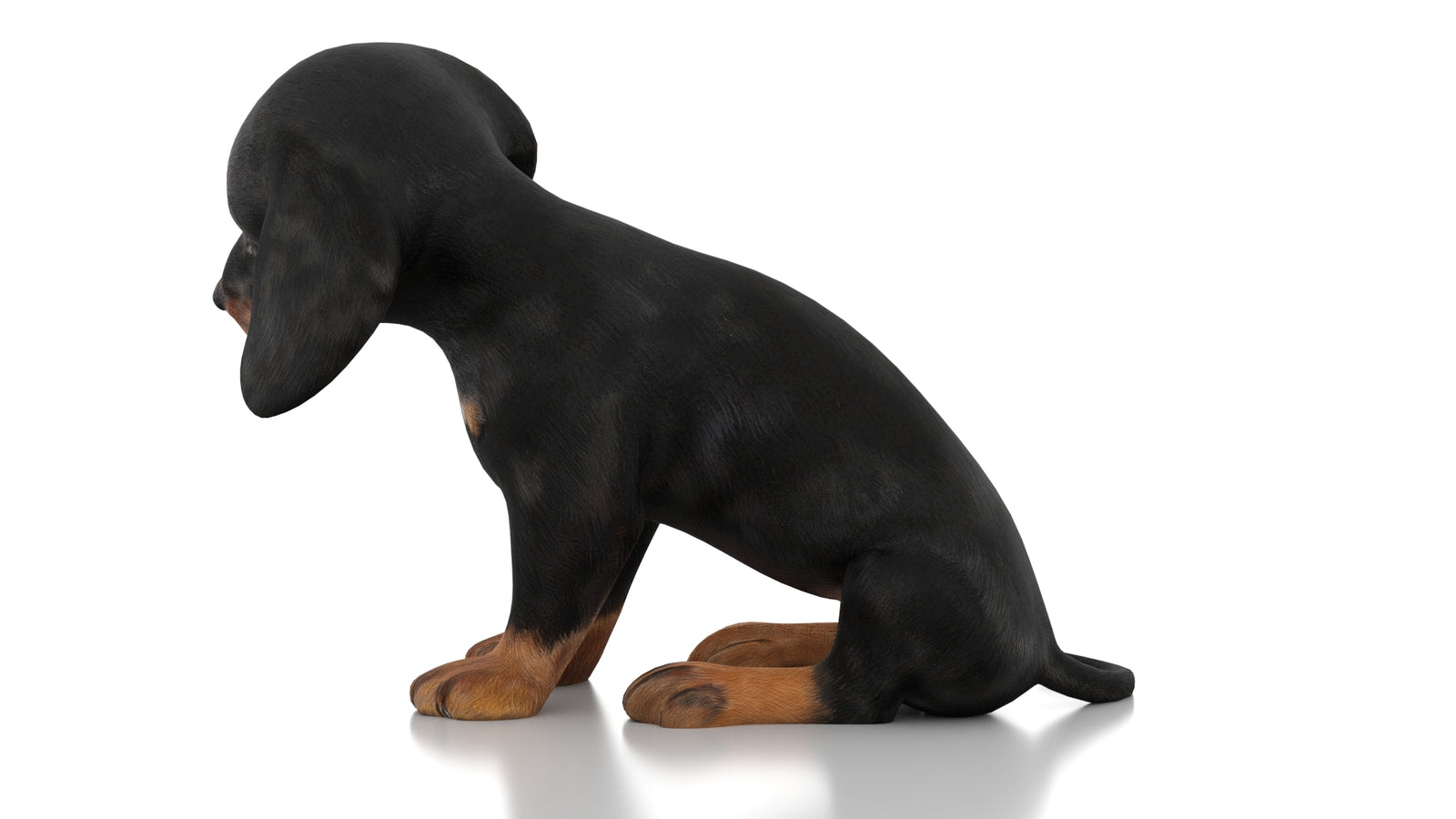 Dachshund Dog Puppy 3D Model Rigged 360° view 3 frame 24