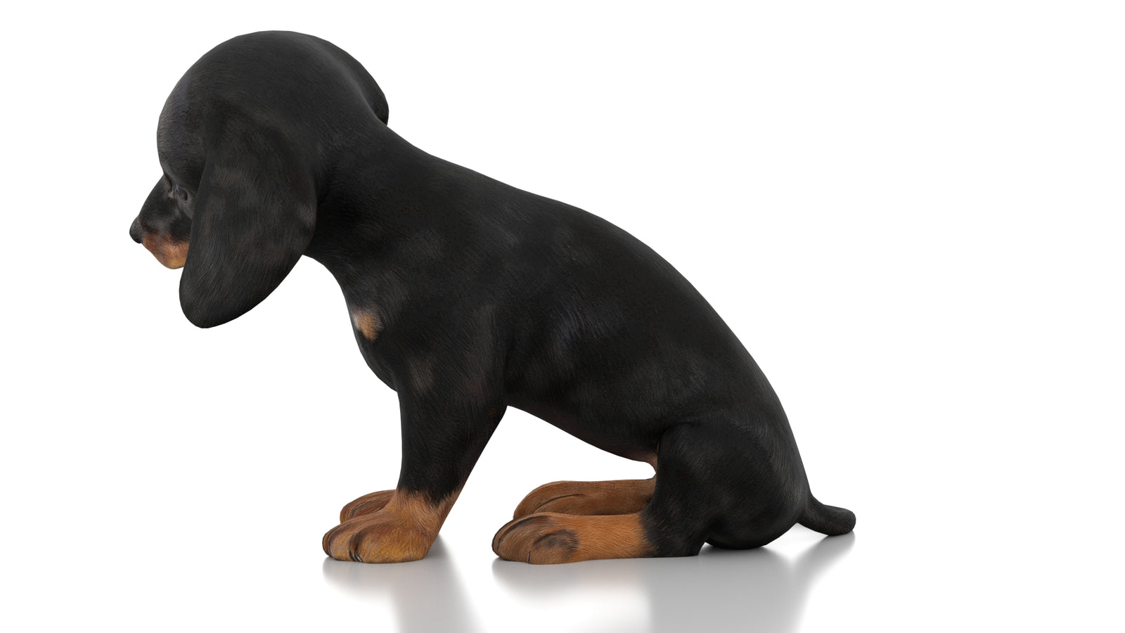 Dachshund Dog Puppy 3D Model Rigged 360° view 3 frame 25