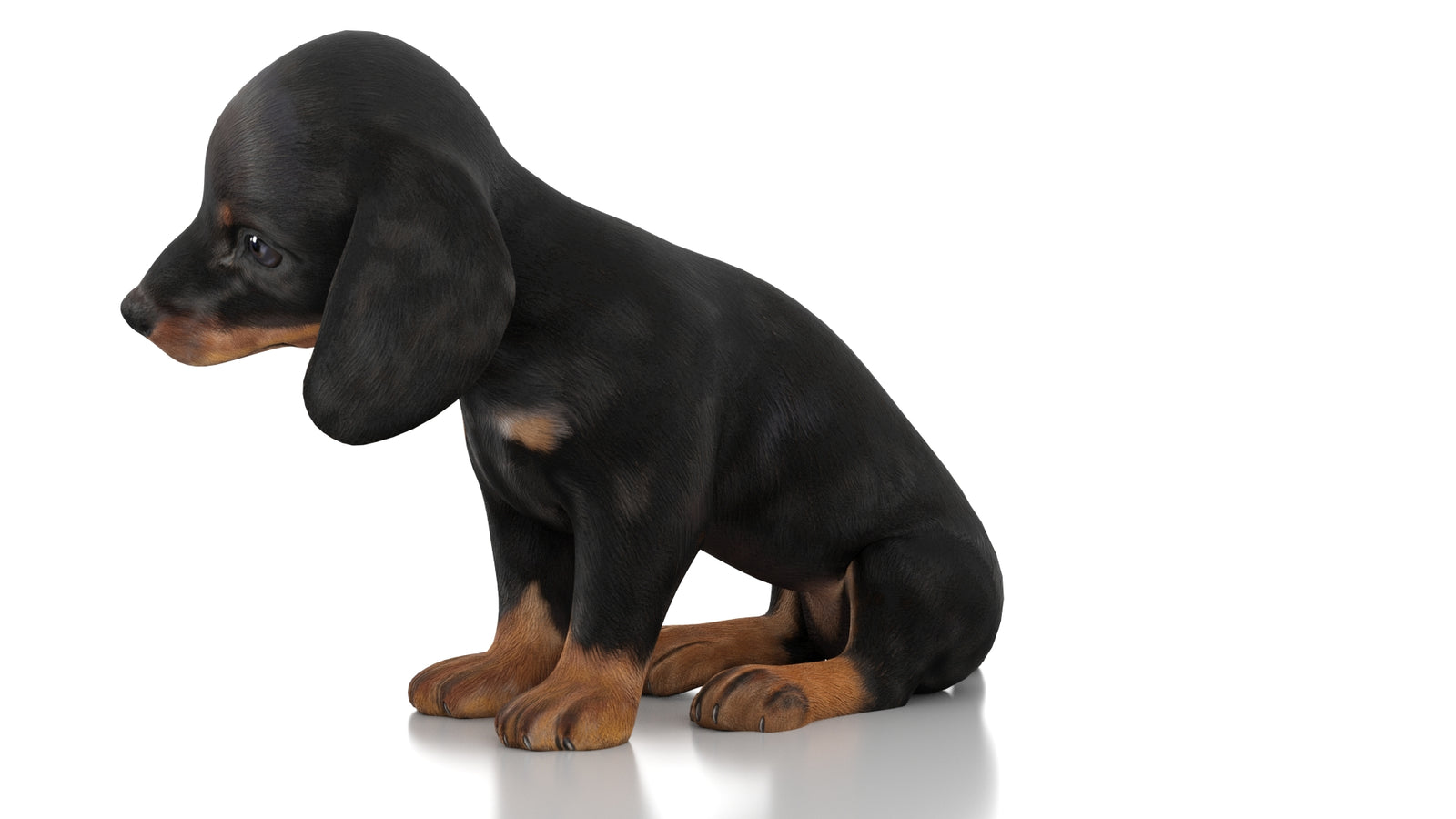 Dachshund Dog Puppy 3D Model Rigged 360° view 3 frame 28