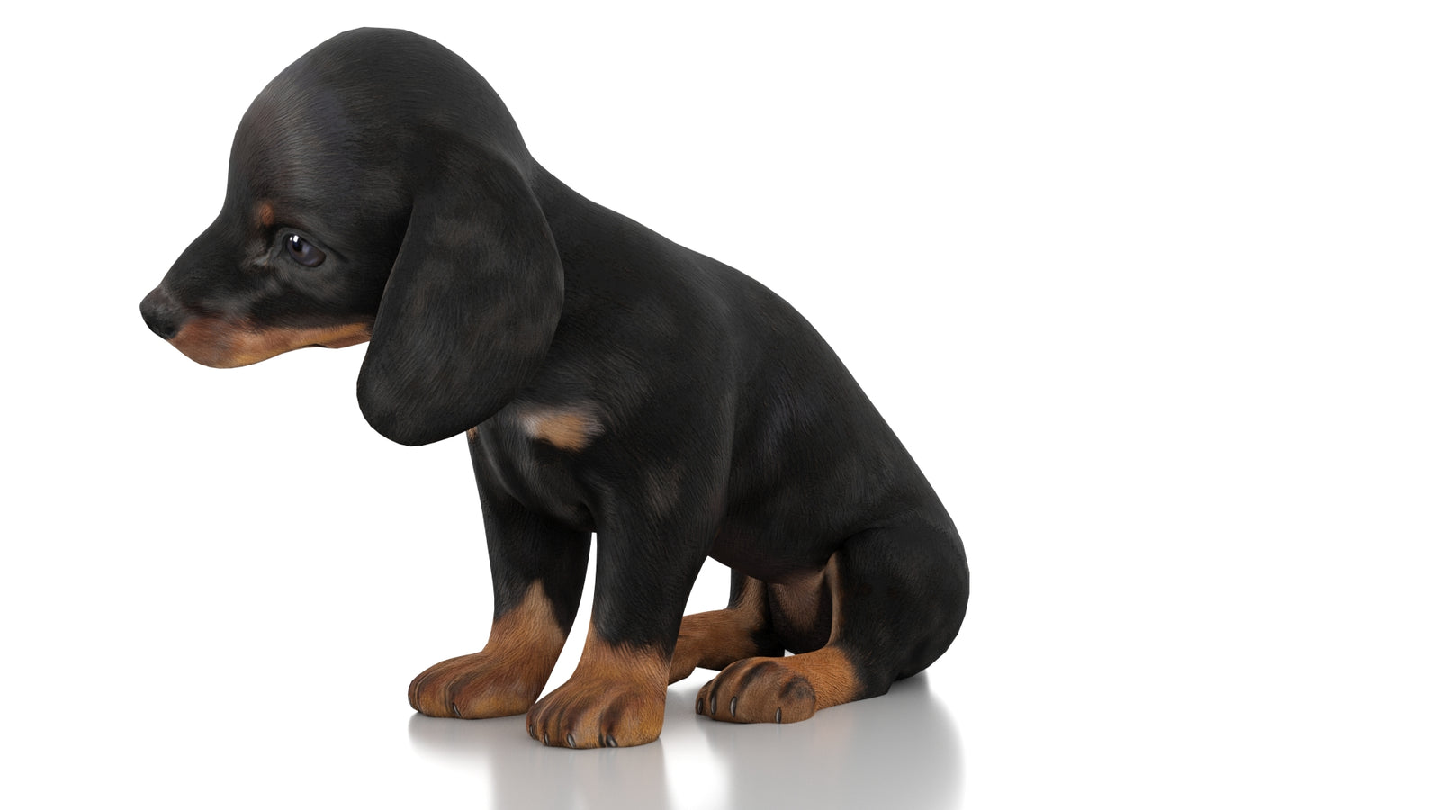 Dachshund Dog Puppy 3D Model Rigged 360° view 3 frame 29