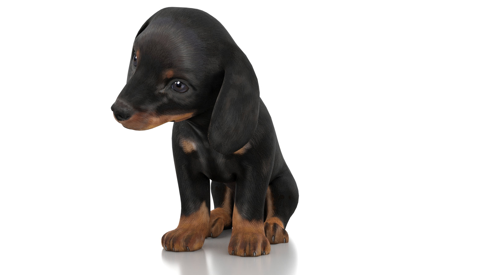 Dachshund Dog Puppy 3D Model Rigged 360° view 3 frame 32