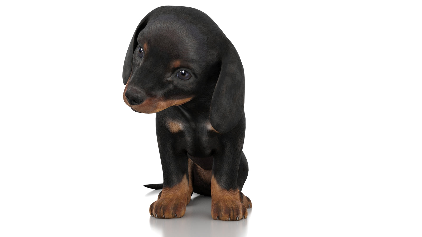 Dachshund Dog Puppy 3D Model Rigged 360° view 3 frame 33