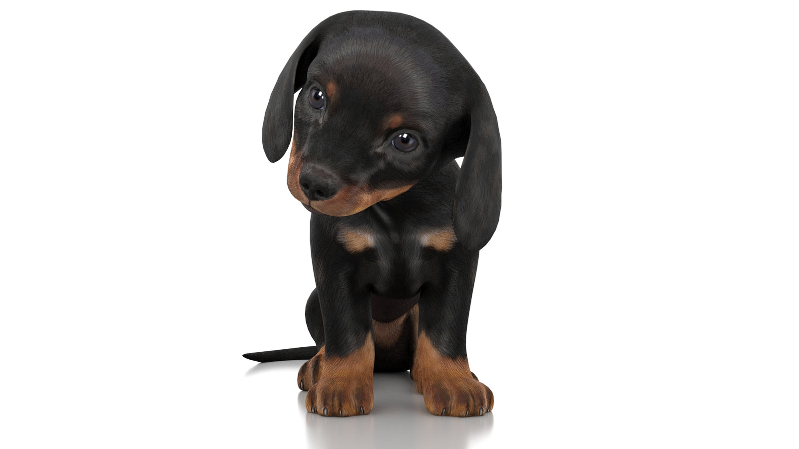 Dachshund Dog Puppy 3D Model Rigged 360° view 3 frame 34