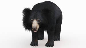 Realistic Sloth Bear 3D Model for Download Thumbnail