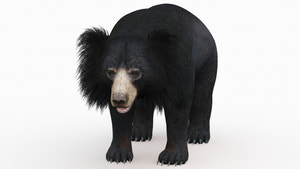 Realistic Sloth Bear 3D Model for Download Thumbnail