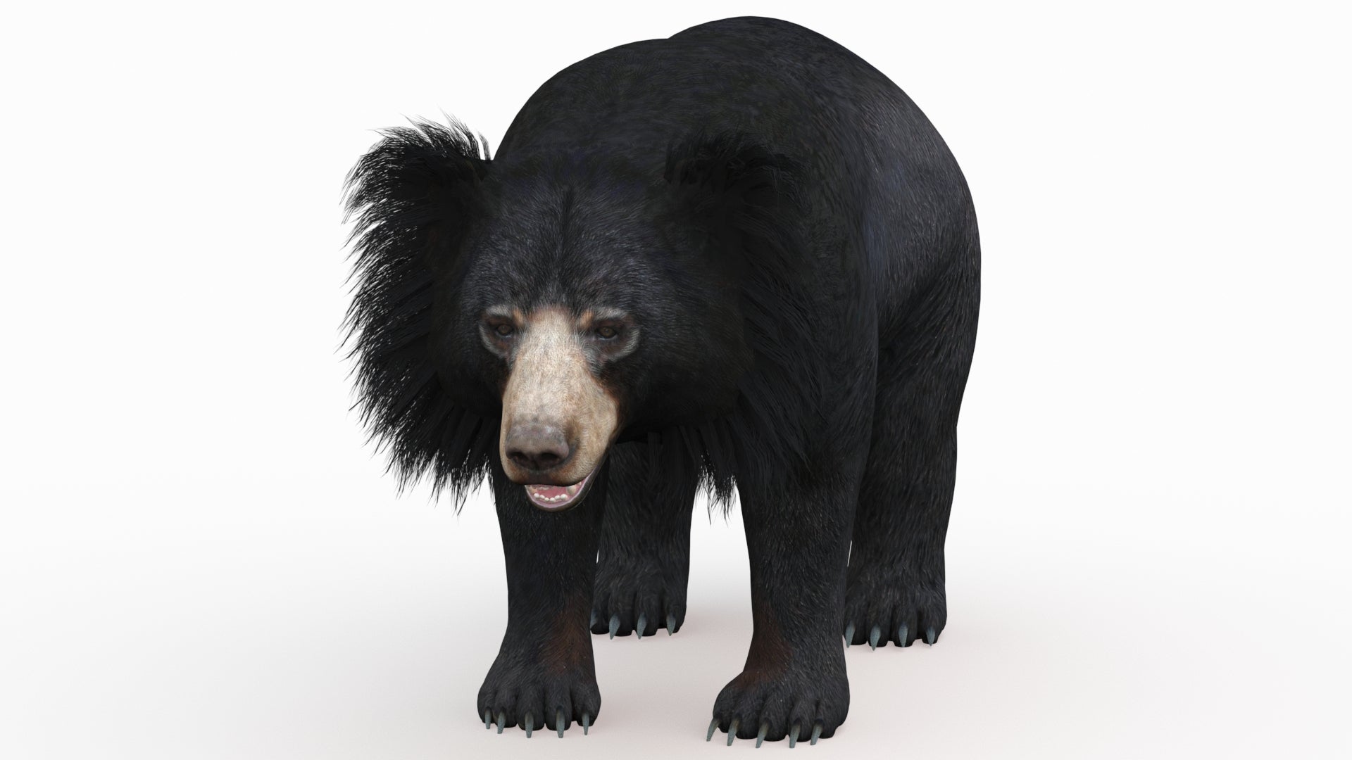 Realistic Sloth Bear 3D Model for Download