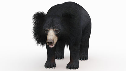 Sloth Bear 3D Model