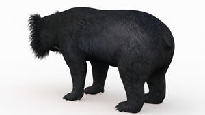 Realistic sloth bear 3D model for real time use Thumbnail