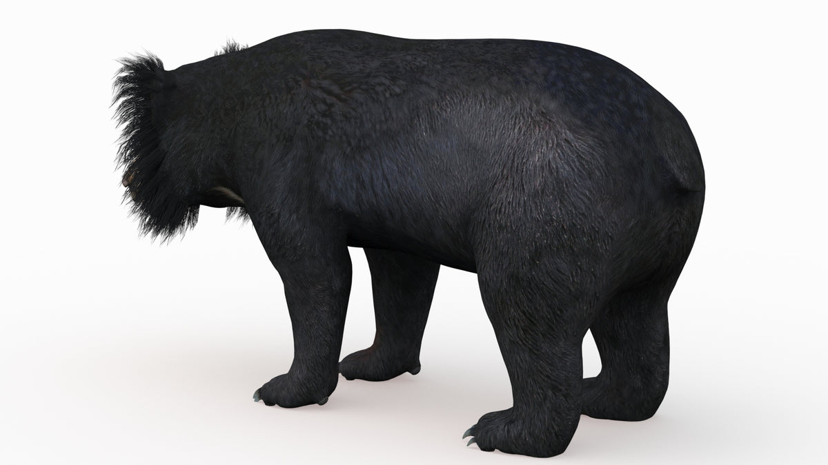 Realistic sloth bear 3D model for real time use