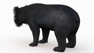 Lifelike Sloth Bear 3D Model for download Thumbnail