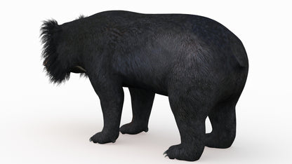 Sloth Bear 3D Model