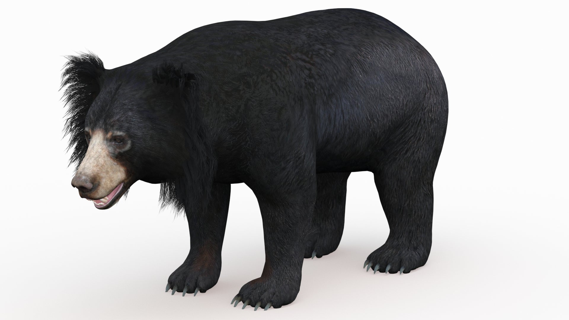 3D Model of Sloth Bear  with textured fur and hair cards