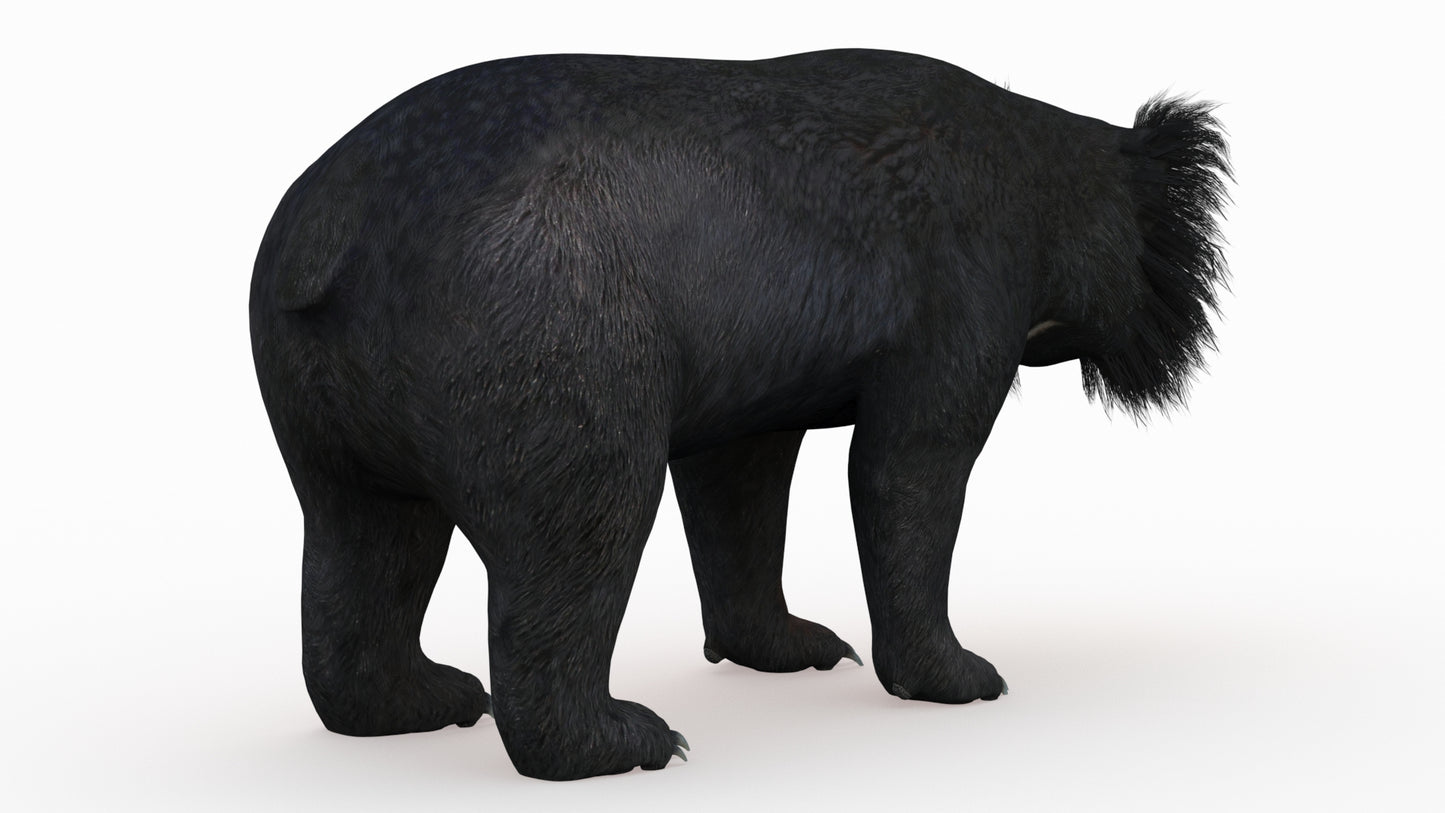 Sloth Bear 3D Model