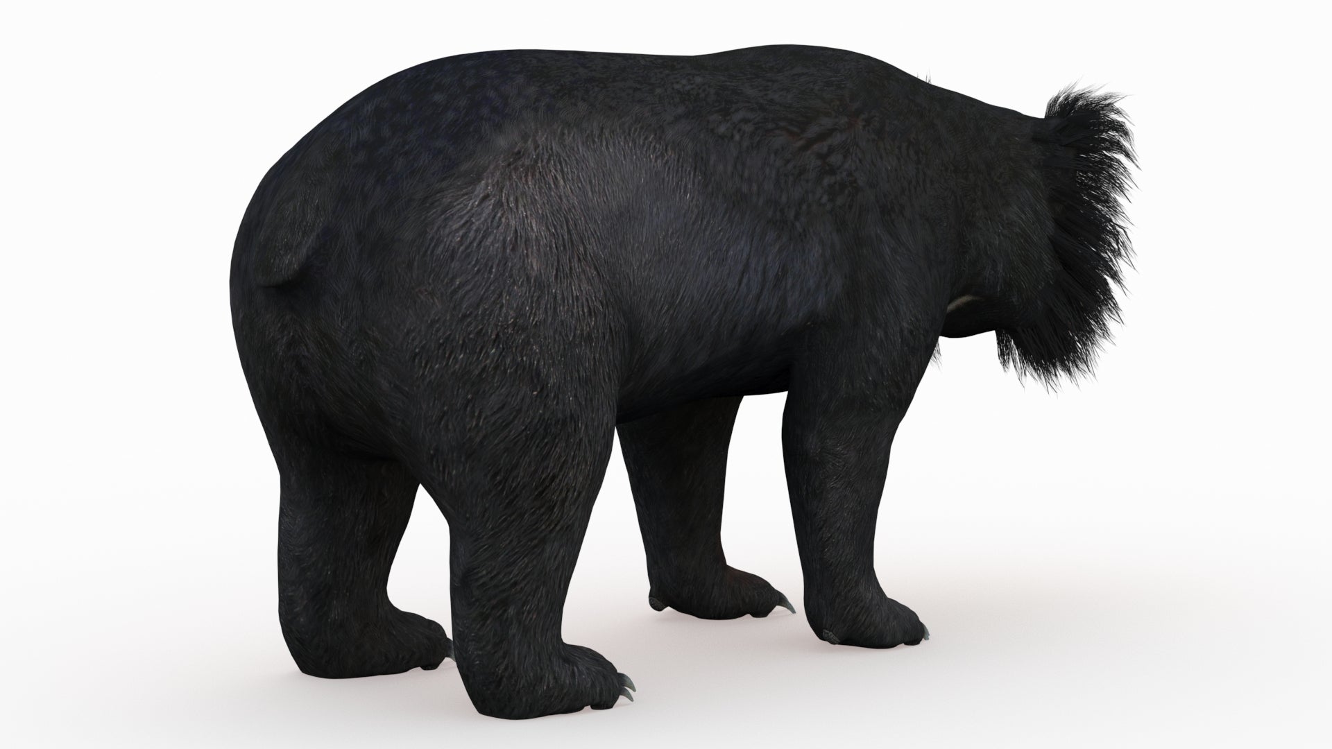 Realistic 3D Sloth Bear Model for download