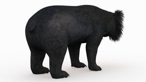 Realistic 3D Sloth Bear Model for download Thumbnail