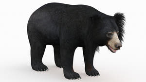 Fully textured sloth bear 3D model for CGI use Thumbnail