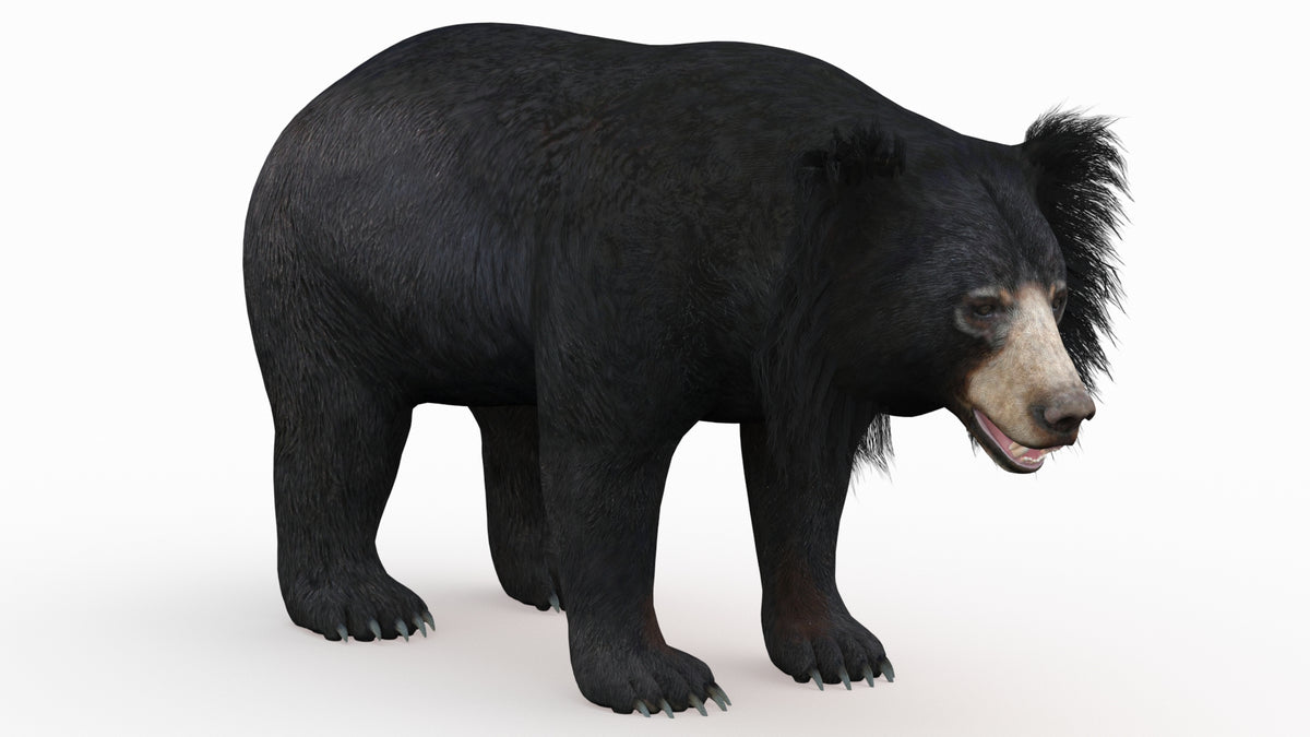 Fully textured sloth bear 3D model for CGI use