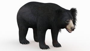 Realistic Sloth Bear 3D Model for download Thumbnail