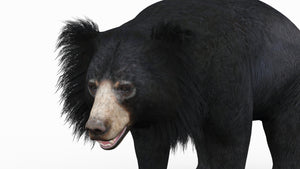 Sloth Bear 3D Model - close up head Thumbnail