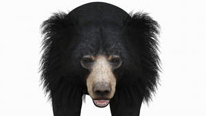 Sloth bear 3D model close up view with hair cards Thumbnail