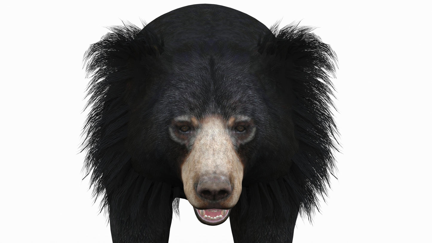 Sloth Bear 3D Model